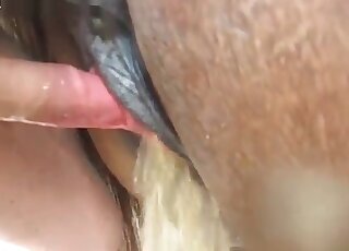 Pony animal sex
